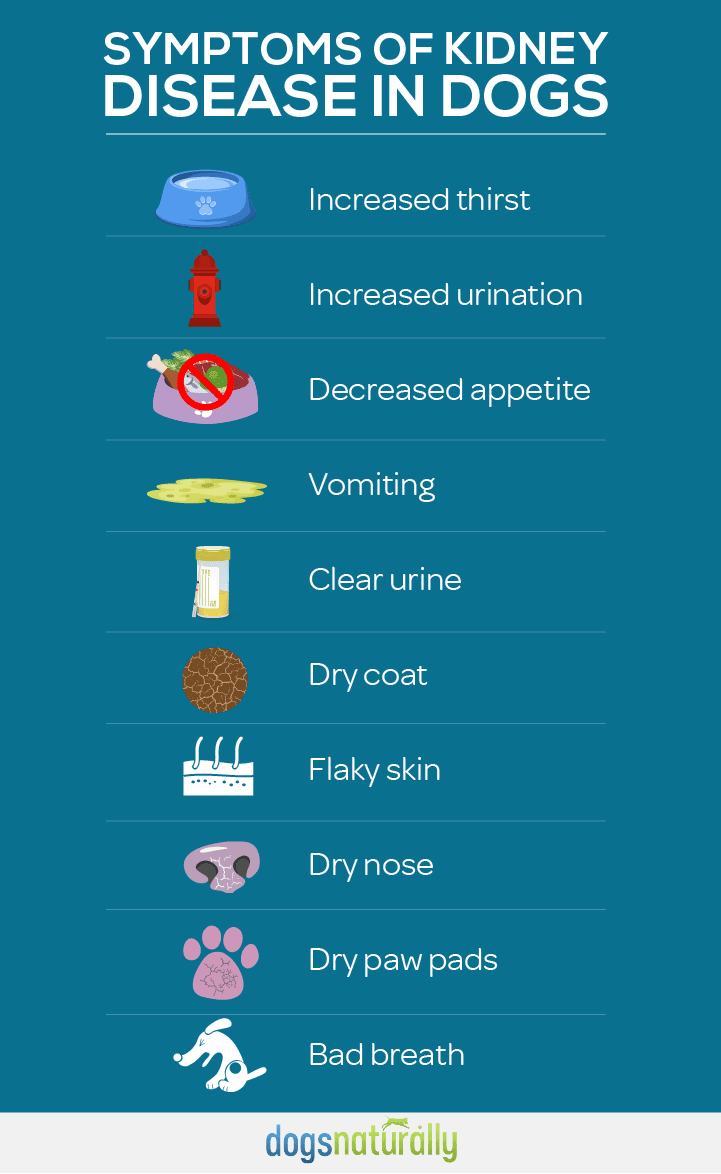 Effective TCVM Treatment For Kidney Disease In Dogs