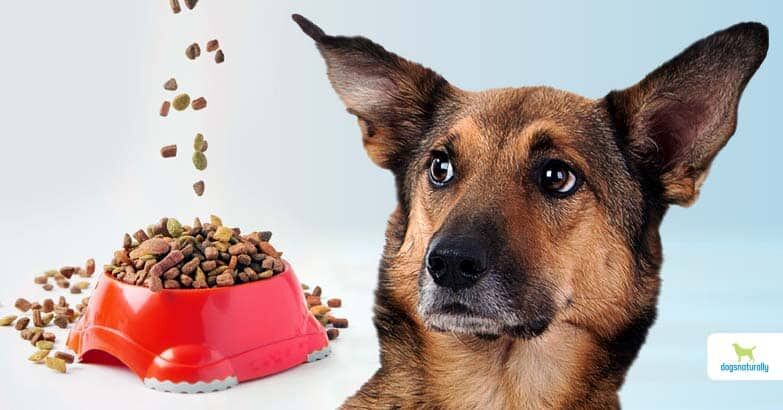 Benefits of Kibble Dog Food