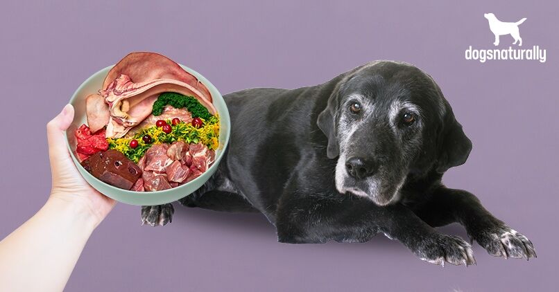 How nutrition needs change as dogs age
