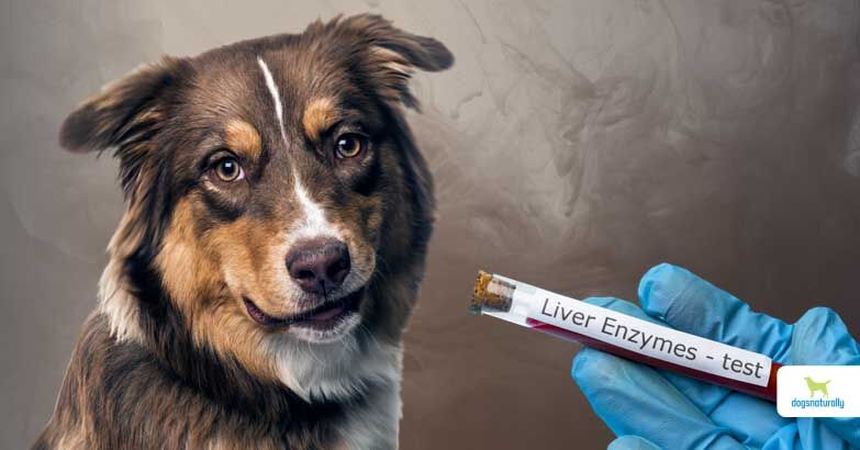 glutathione overdose in dogs A Vet's Guide To Elevated Liver Enzymes cream for radiant skin