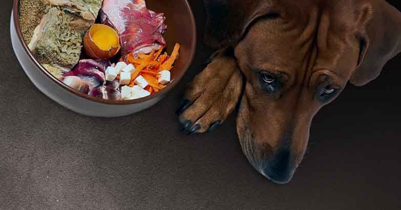 B12 Deficiency In Dogs: Causes, Symptoms and Treatment